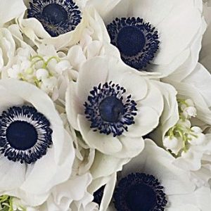 midnight anemones